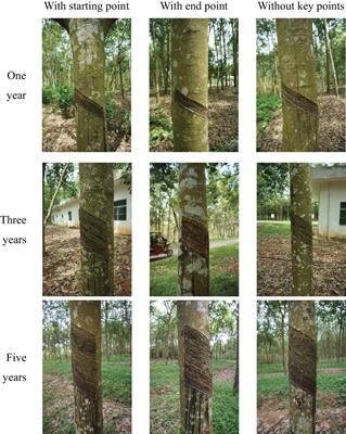 An improved YOLOv8n-IRP model for natural rubber tree tapping surface detection and tapping key point positioning